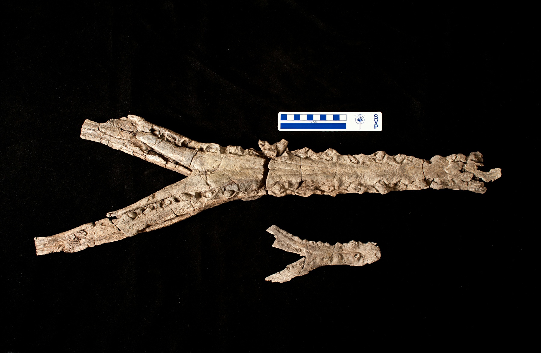 Acherontisuchus Guajiraensis Jaw bone Acherontisuchus Guajiraensis Jaw bone